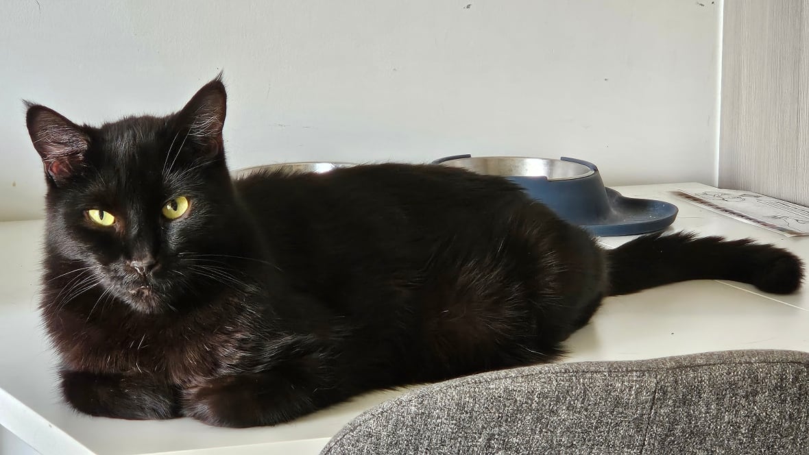 A black cat with yellow-green eyes.