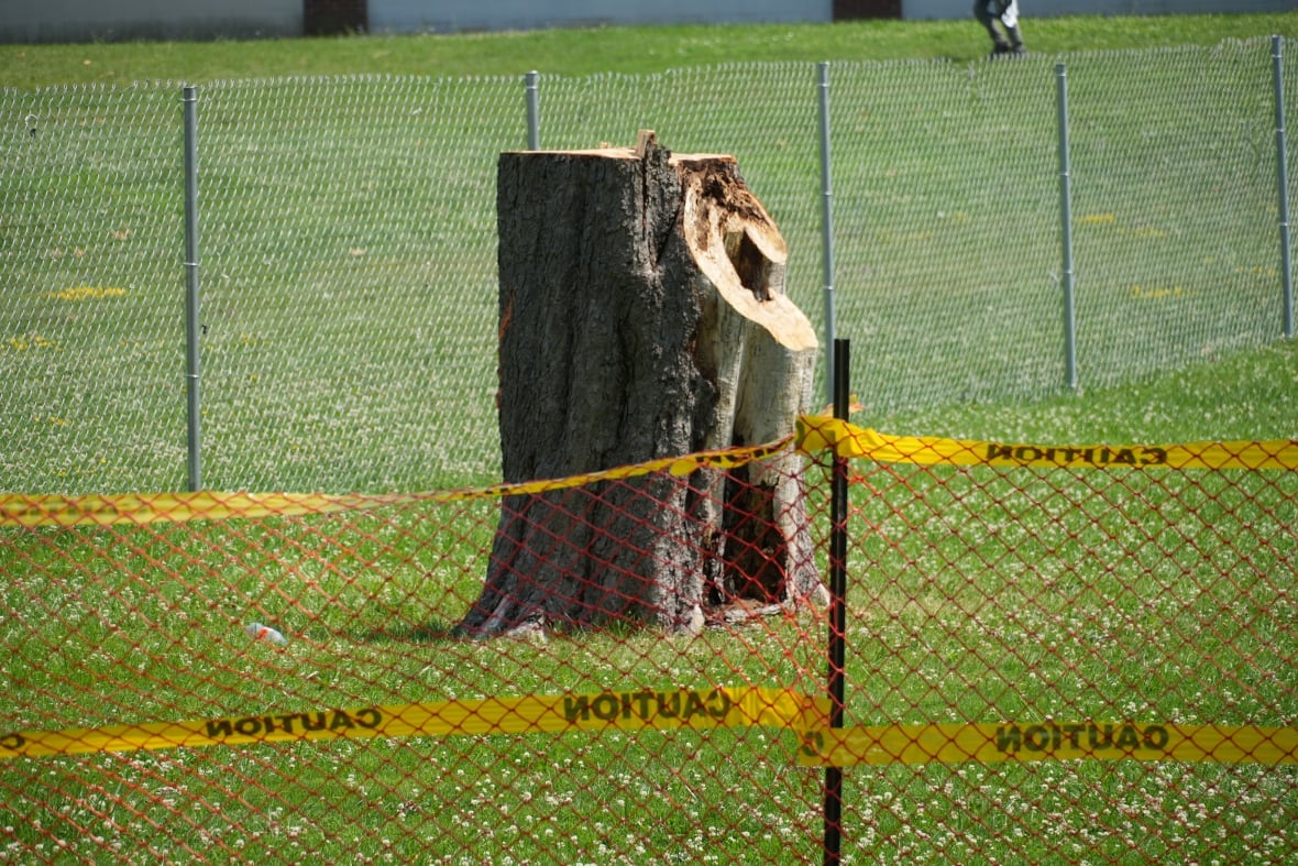 A tree stump surrounded by fencing and yellow tape in Wilson Park.