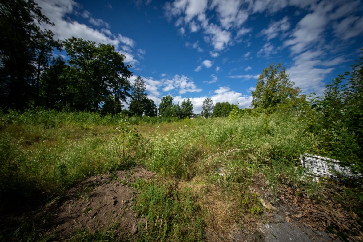 An empty property lot covered in green grass and trees.