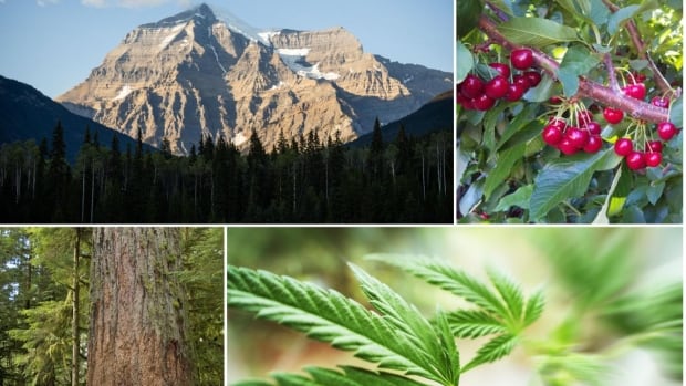 Some of the entries in today's voting for B.C.'s Best Symbol.