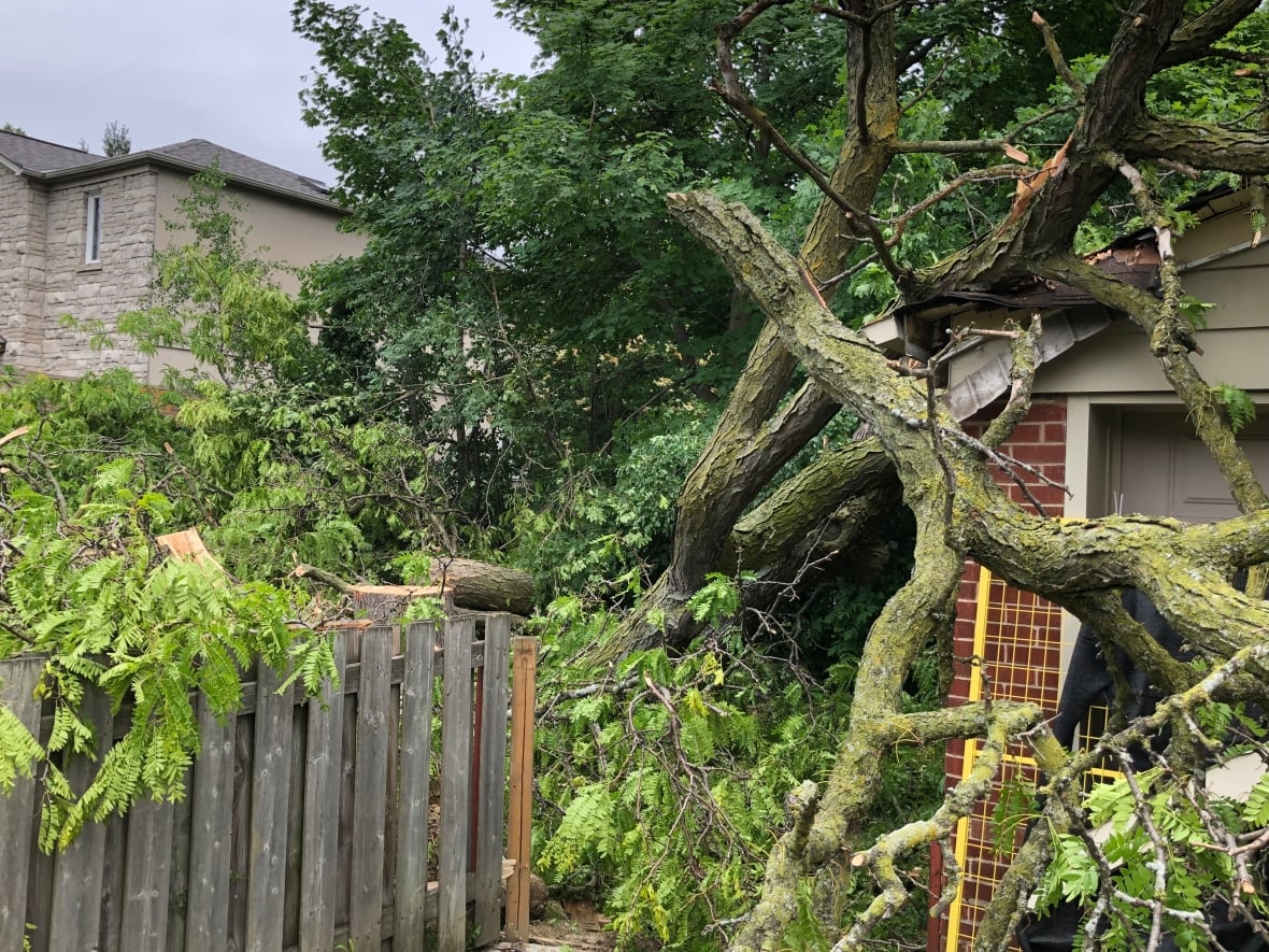 The honey locust on Eglinton at Rumsey Road, as it was being felled. Geoff Kettel, of the Leaside Residents Association, says he began receiving calls June 25 from neighbours who were distressed that the tree was suddenly being cut down.