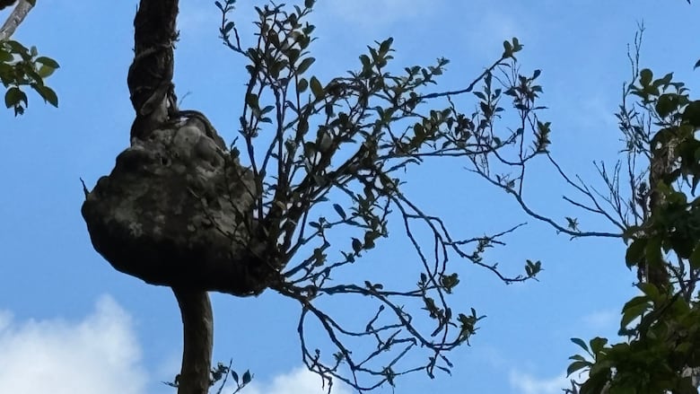 A large bulbous tuber with leaves sprouting out of it sticks off the side of a tree branch 