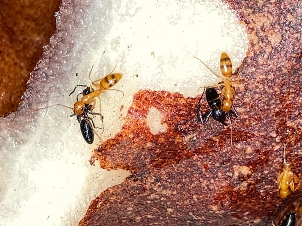 Yellow and black ants locked in combats