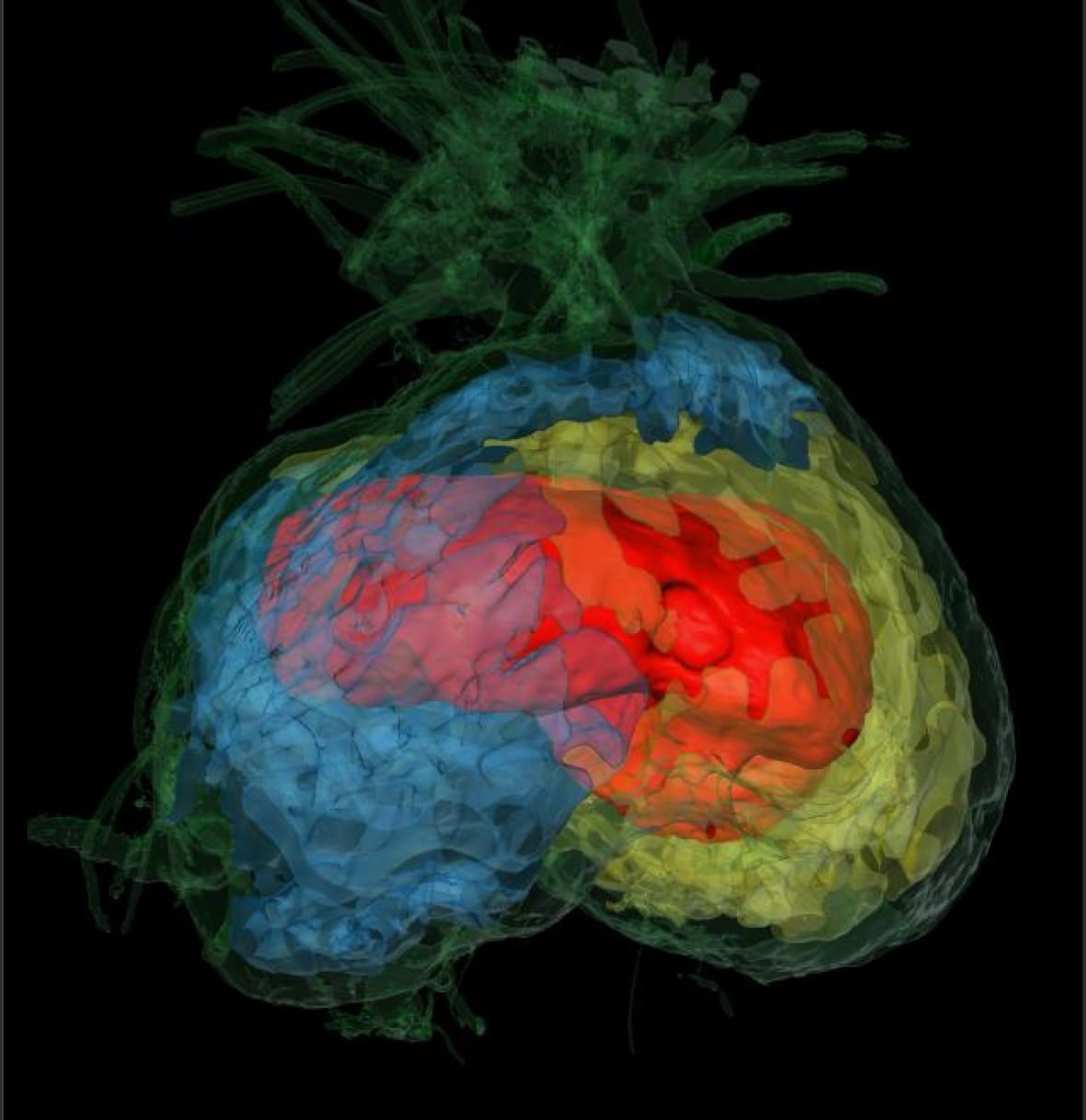 A colourful 3D scan of a bulbous shape with an intricate network of lines.
