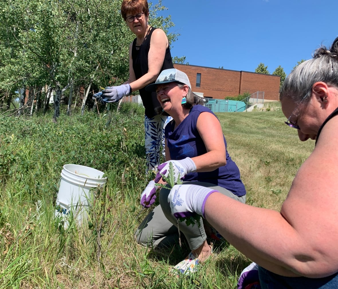 Three women pulling weeds laugh as they put the weeds into a white bucket. 