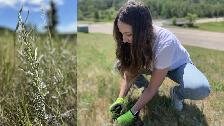 A composite image shows a close up of prairie sage and Willow White crouching down to pull weeds. 