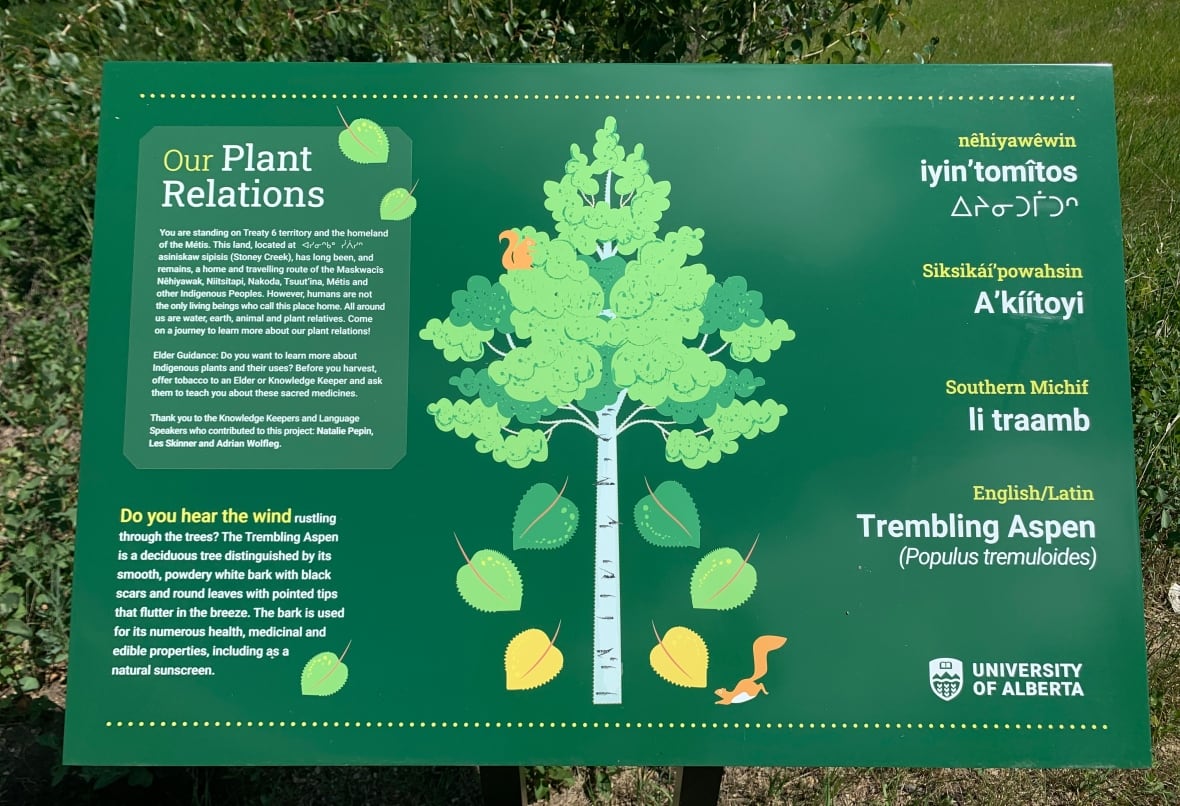 A photo of a green signing showing the Indigenous, English and Latin names of trembling aspen. A drawing of a large tree with falling leaves and a squirrel also appear. 