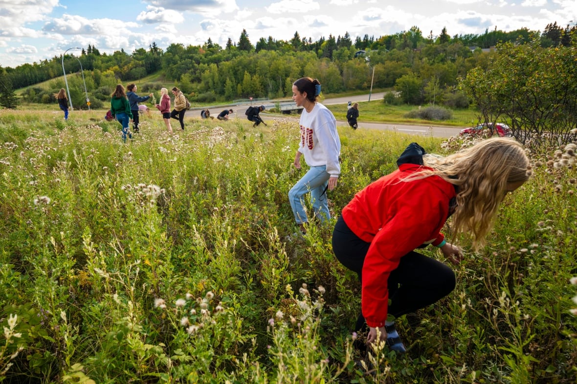 A lush field grows and students wander through it waist deep in plants. 