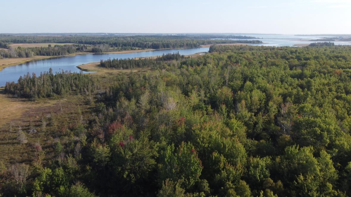 Aerial view of a dense forest with a winding river and early autumn foliage.