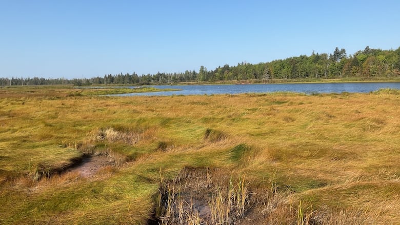 Marsh landscape with grasses, a body of water, and a tree line under a clear blue sky.