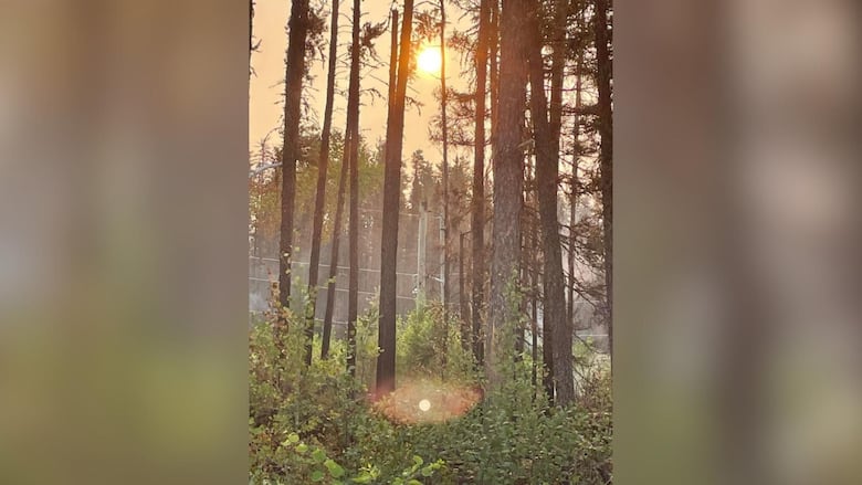 Sunlight shines through trees.