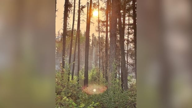 Sunlight shines through trees.