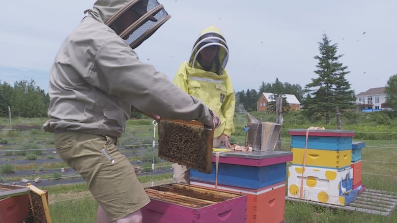 Two masked beekeepers looking in a hive.