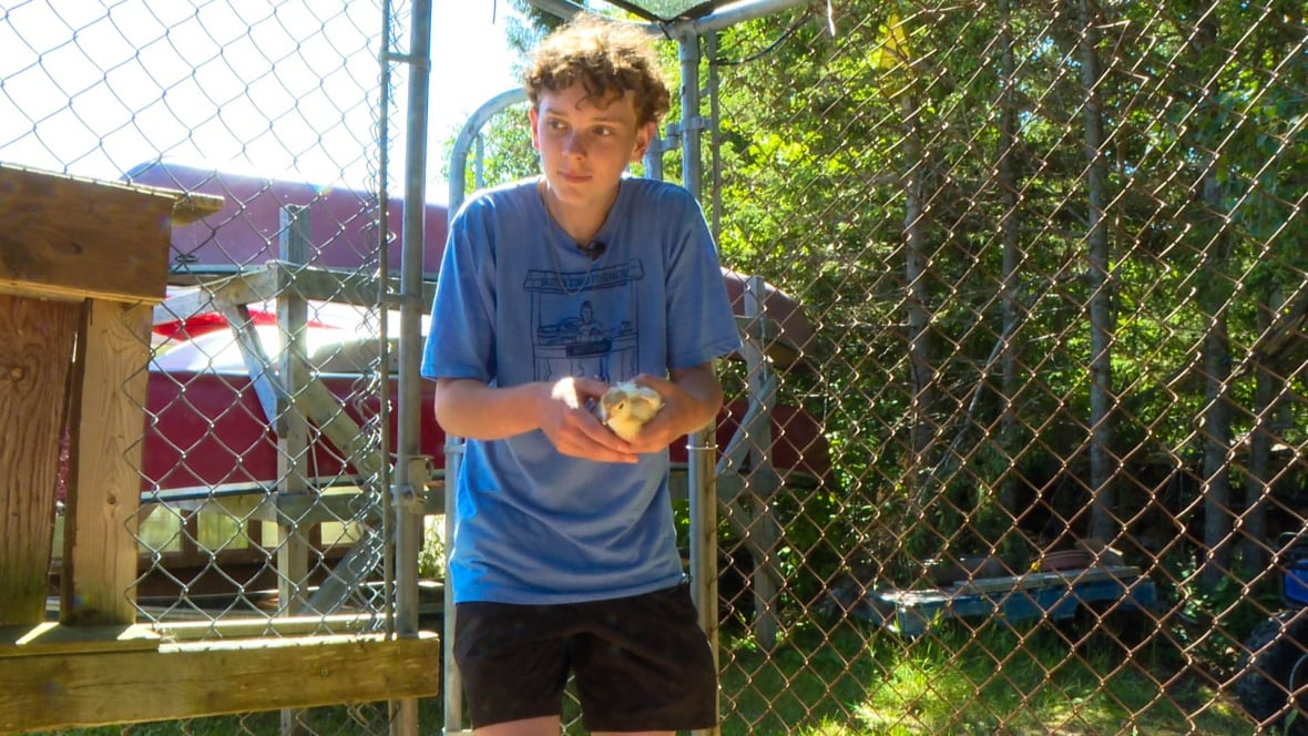 A teenage boy with a blue shirrt carries a tiny turkey into a fenced area