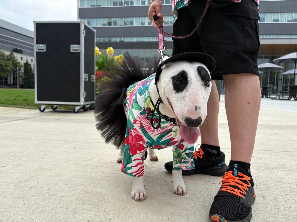 A white and black bull terrier wears a pink and green floral shirt, a black visor, and a black tutu. Her owner stands next to her.