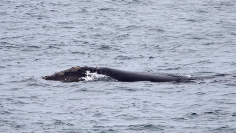 Jared Clarke snapped photos of a rare North Atlantic right whale off the Southern Avalon.