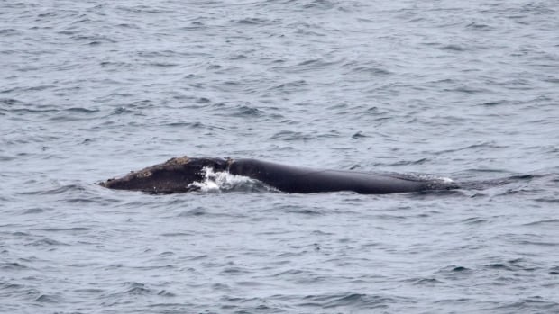Spotting rare right whale off Newfoundland had this tour guide &#39;Out of my skin excited&#39;