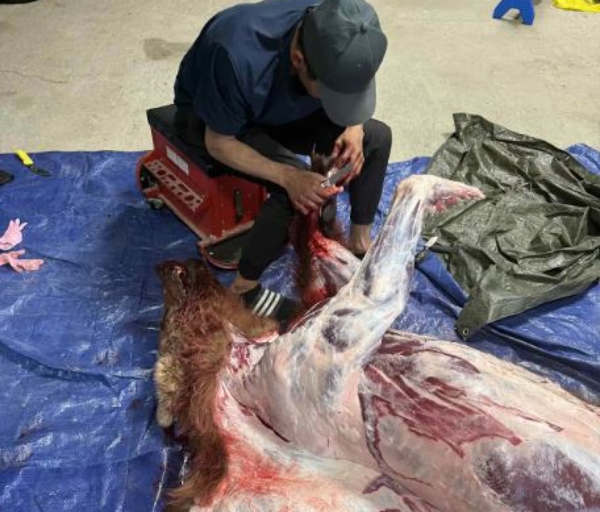 A man skinning a bear on a blue tarp.