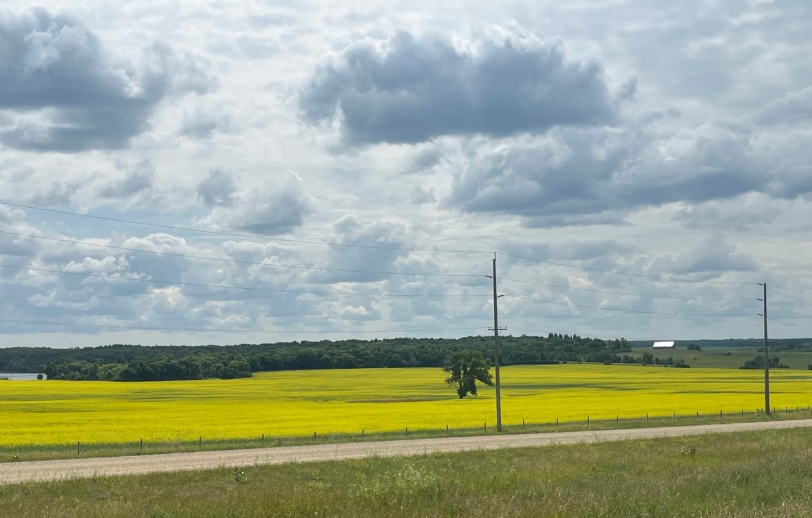 A yellow canola field in the foreground of a hill.