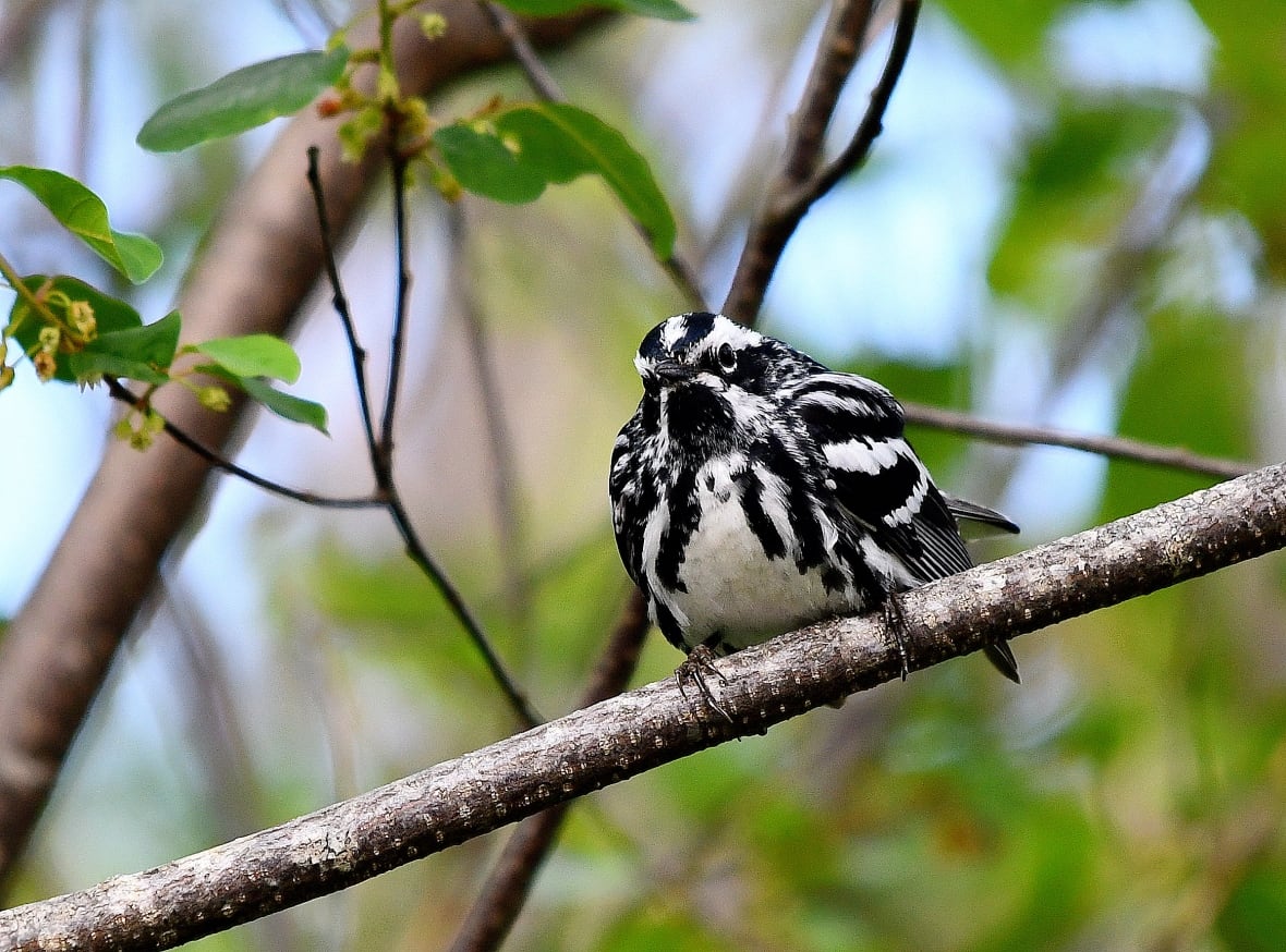A black and white bird resting on a tree branch