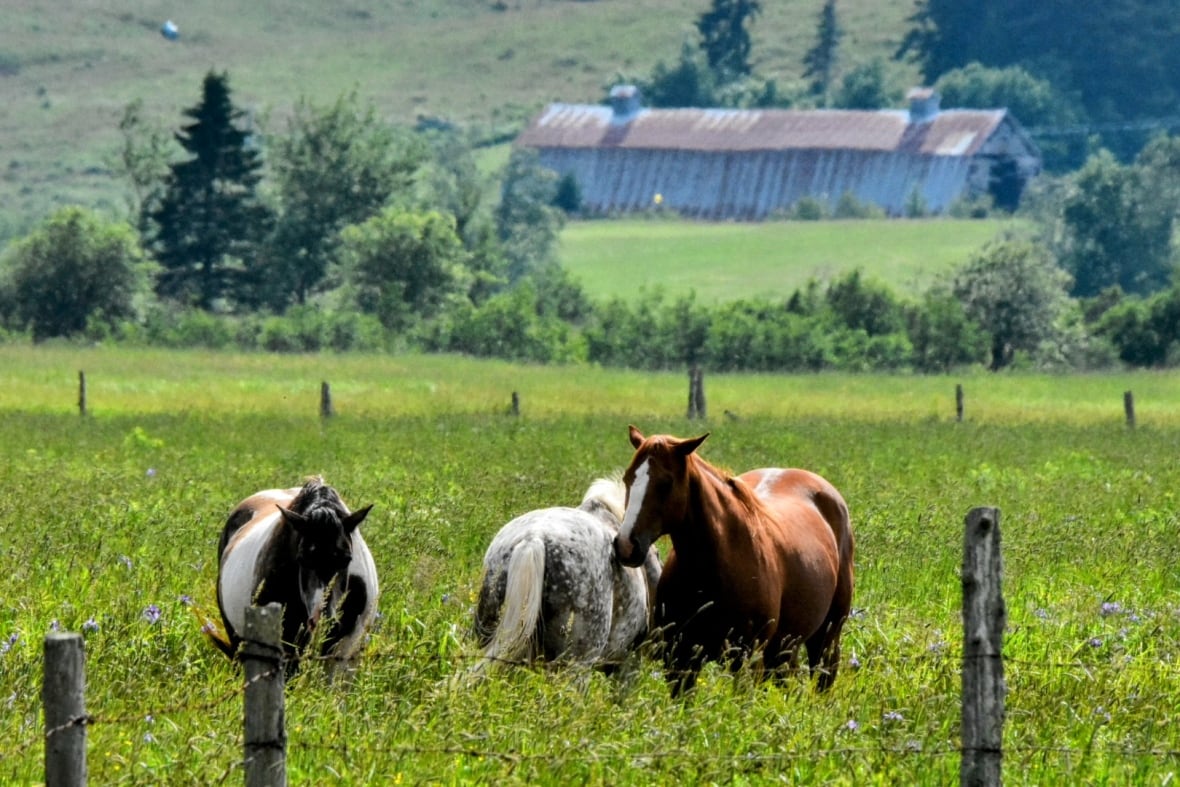 Three horses in a field with long grass