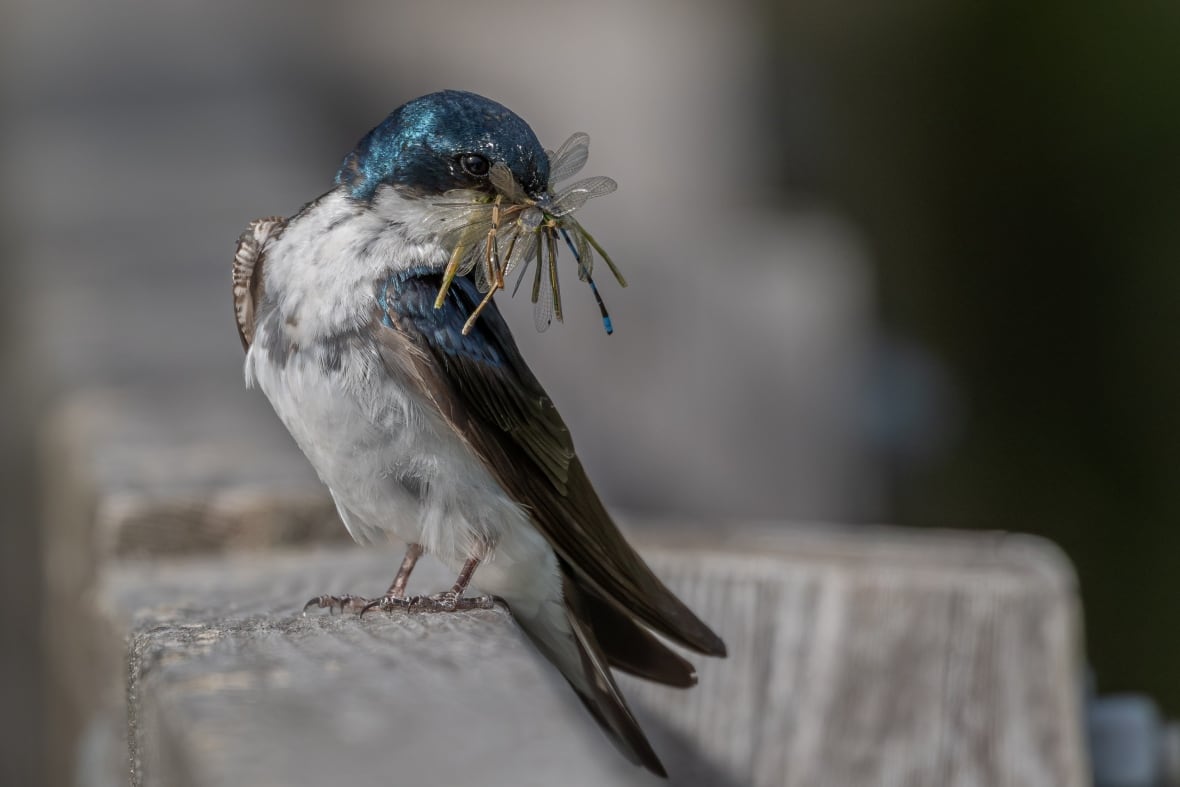 A small bird with a shiny blue head with a big bug in its mouth