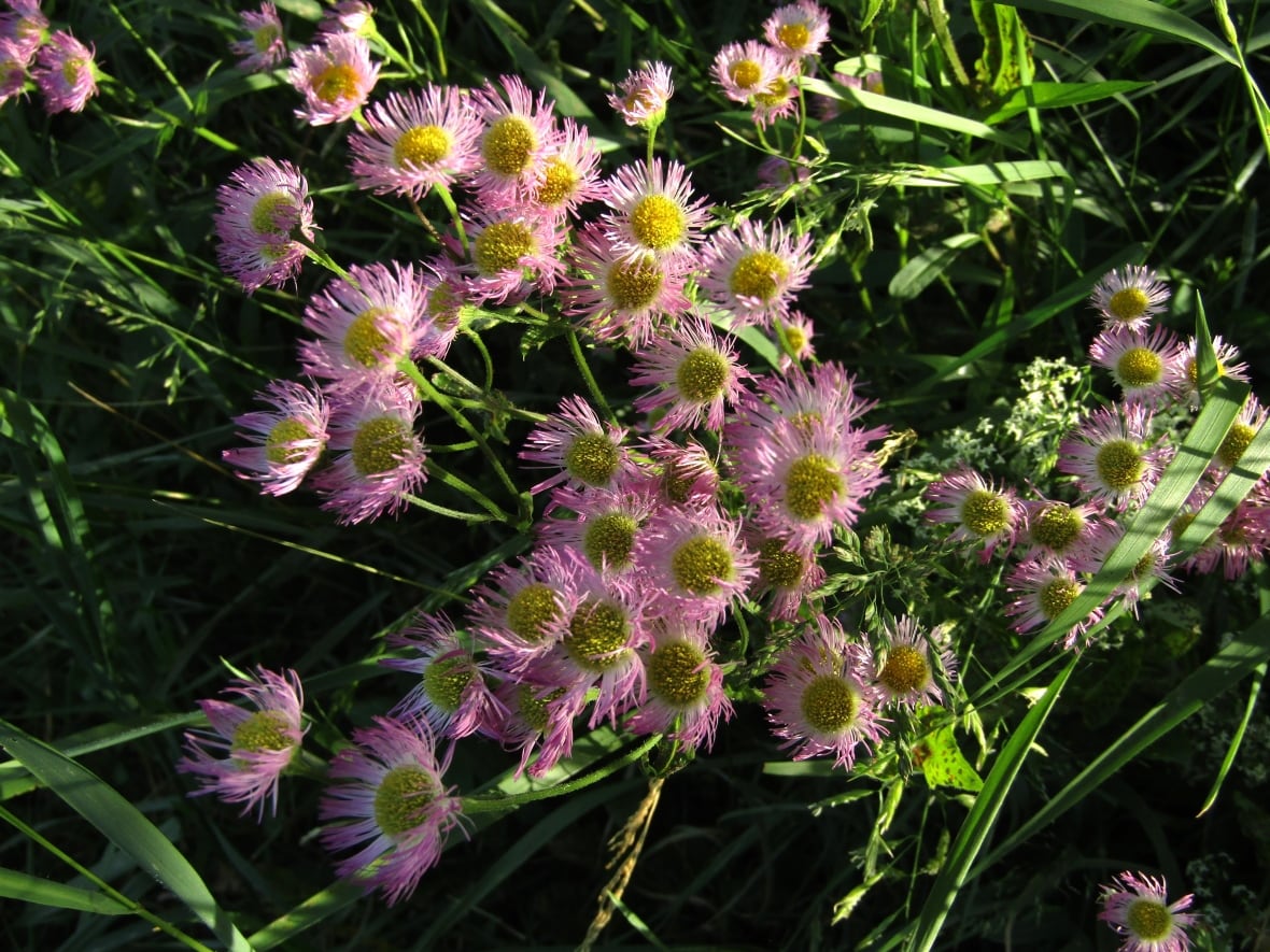 Some purple and yellow wildflowers