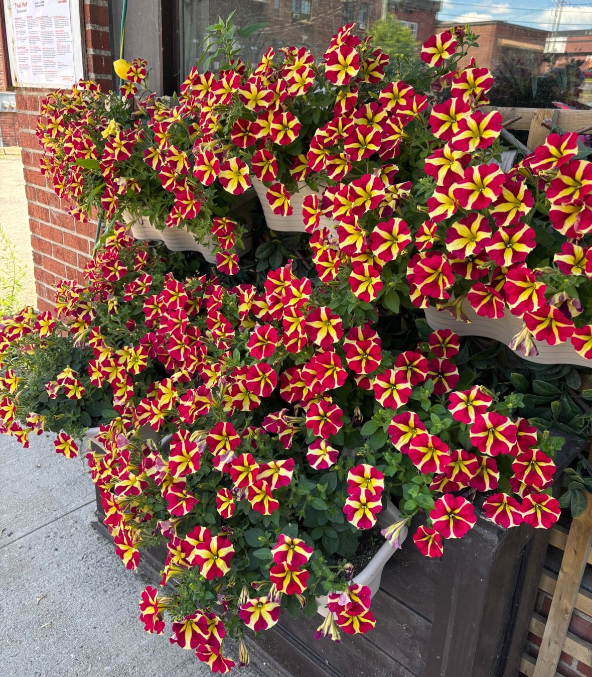 Some red and yellow flowers that resemble pinwheels in a flower window box on a building.