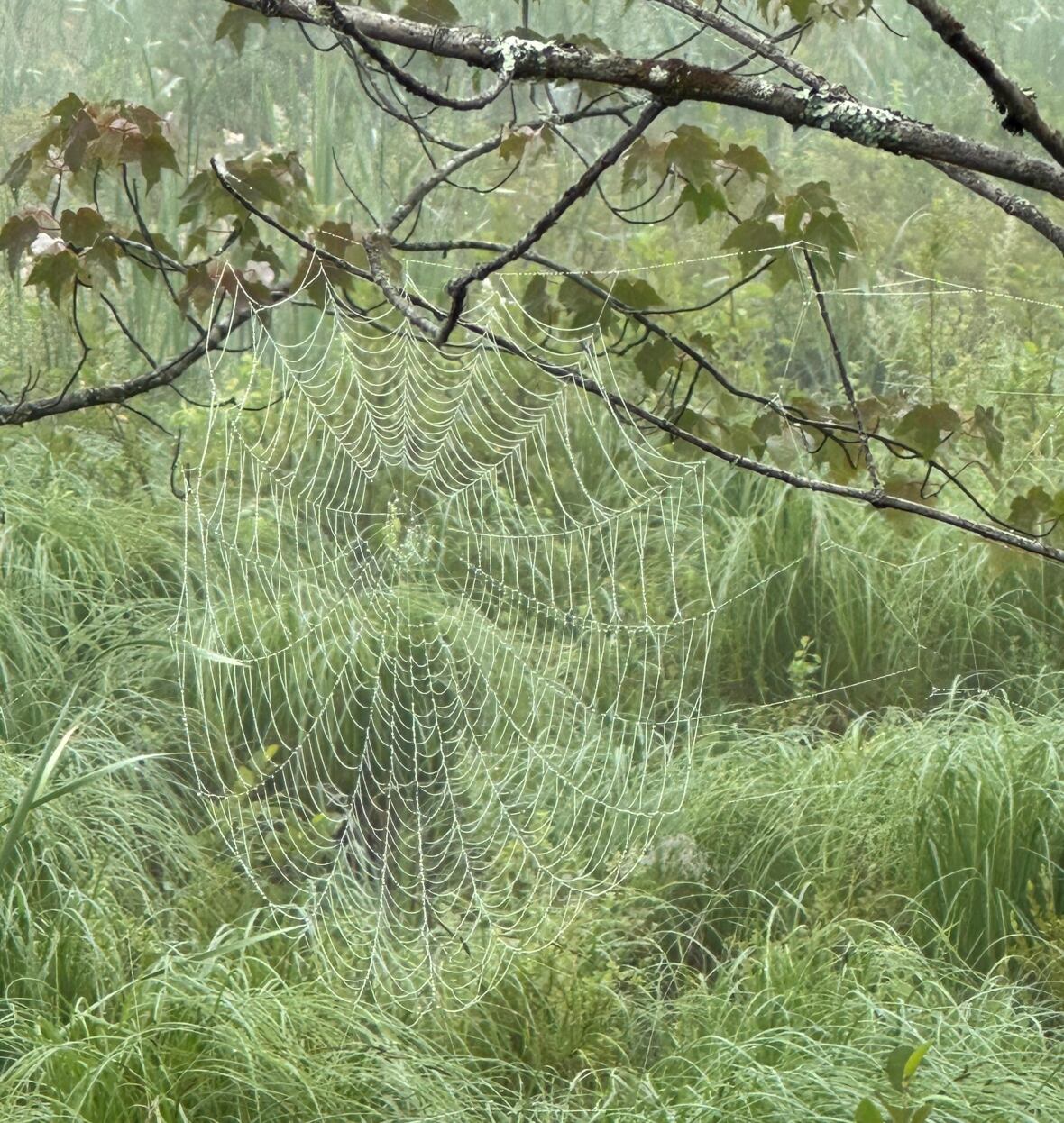 A spiderweb attached to tree branches