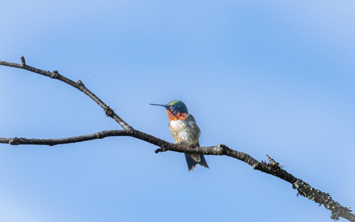 A small bird with a red throat resting on a tree branch