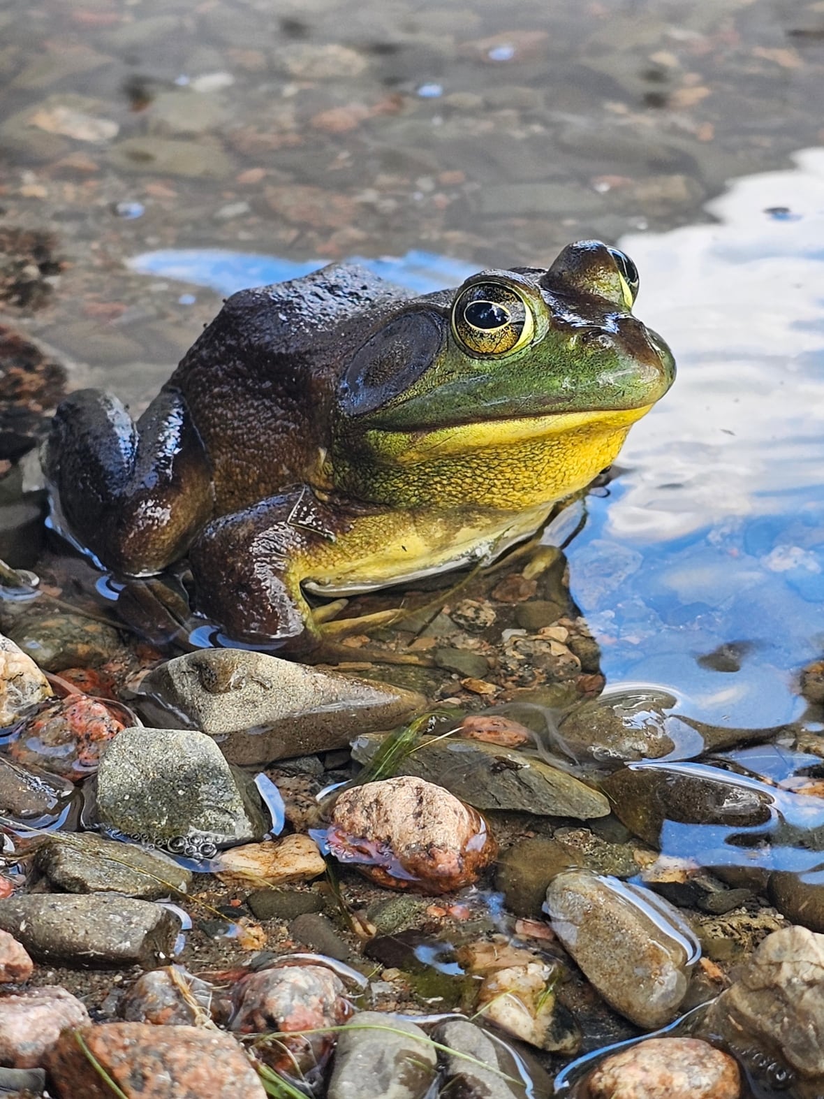 A green, brown and yellow frog on some rocks by the water