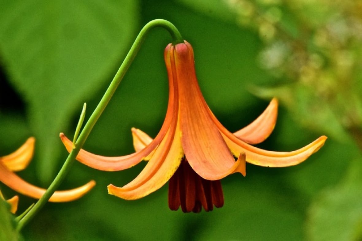 An orange lily flower pointed towards the ground