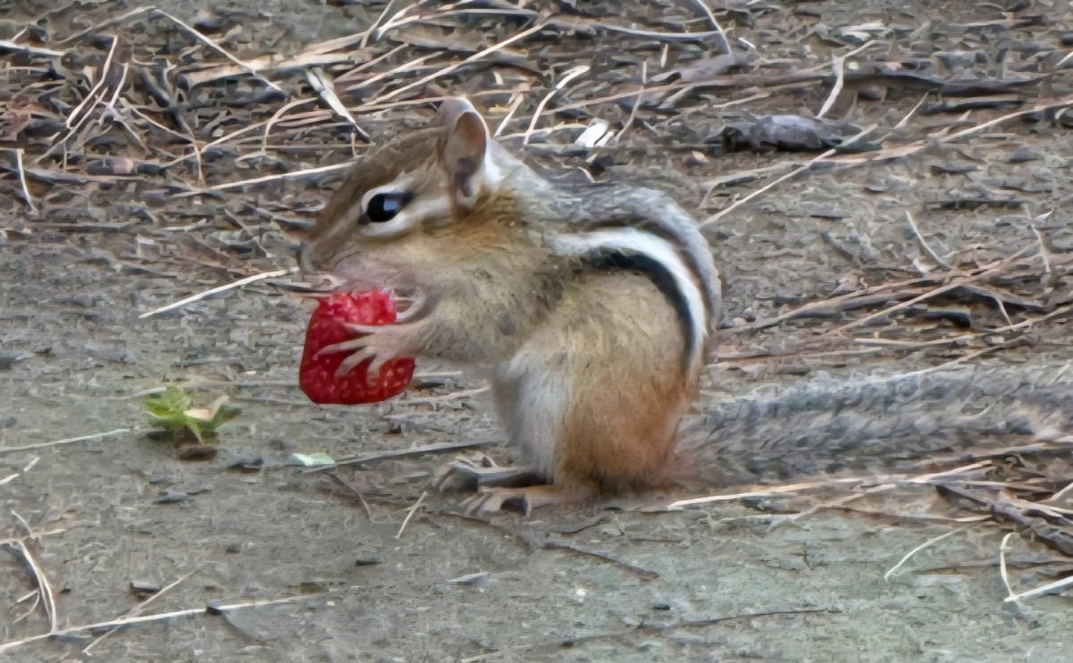 A chipmunk holding a bright red strawberry