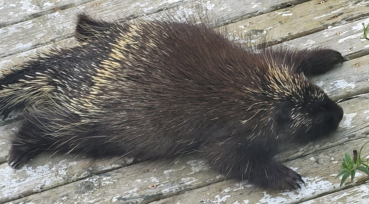 A porcupine sprawled out on a wooden surface