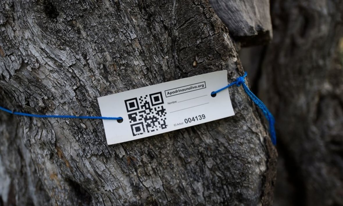 A label with a QR code tied to a treet