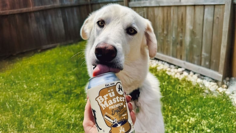 A dog licks a can of "dog beer"
