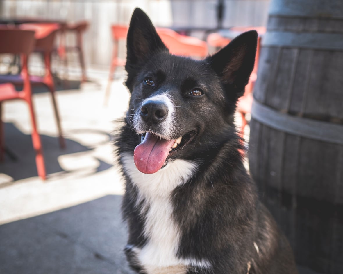 A happy black and white dog.