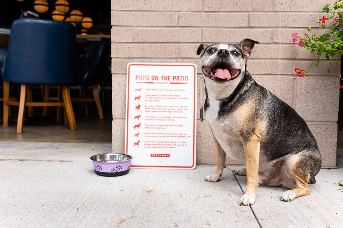 Pups on the patio policy sign next to a smiling dog.