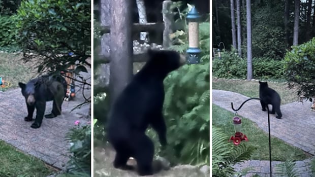 Rare black bear sighting in Erin, Ont., prompts safety warning from police