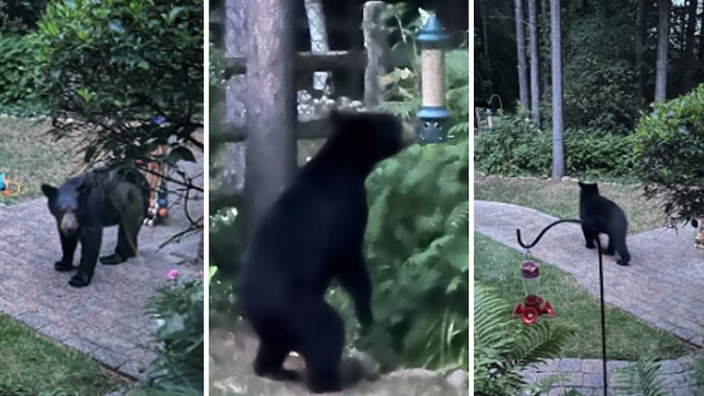 Three security camera photos of a small black bear on a residential property
