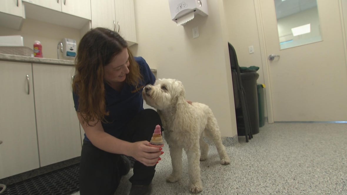 Woman offers a white dog a pup-sicle