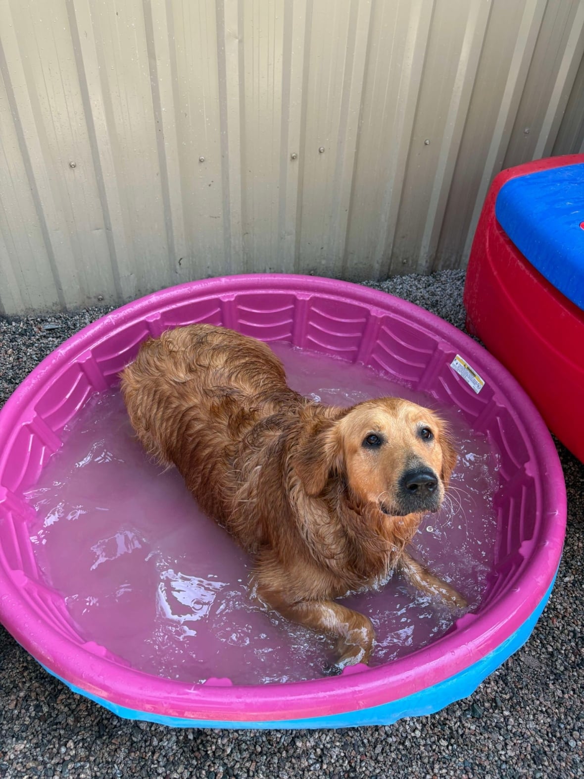 Dog lies in paddling pool