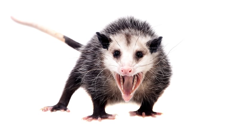 The Virginia or North American opossum, Didelphis virginiana, isolated on white background