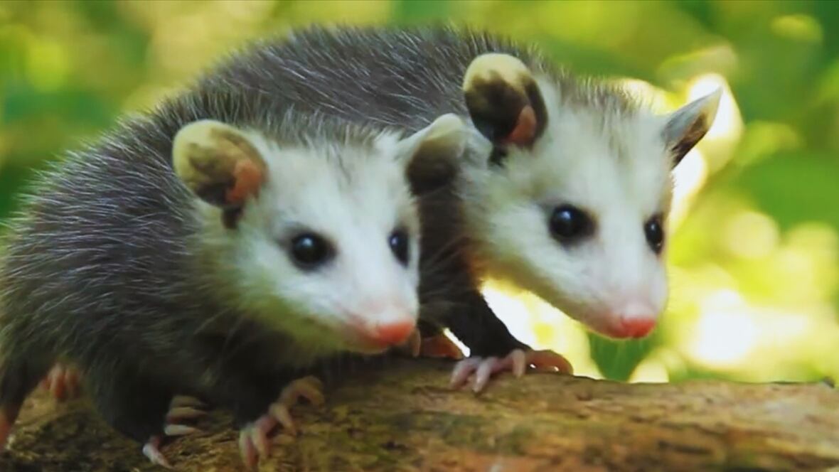 Two young opussums cling to a branch side-by-side. 