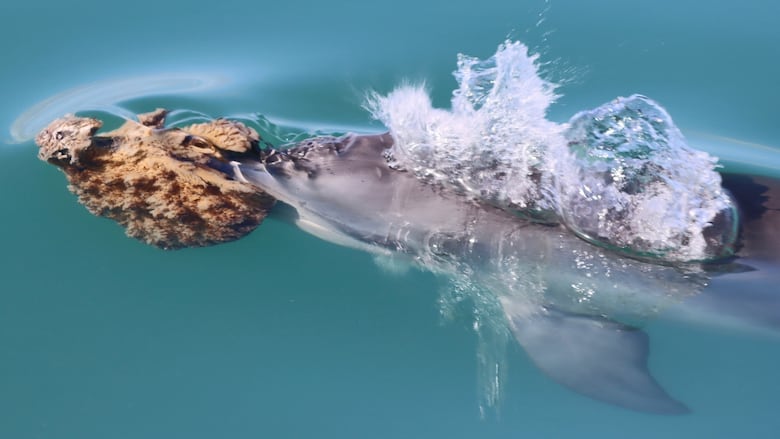 A dolphin swimming near the surface of the water with a big sea sponge on its nose