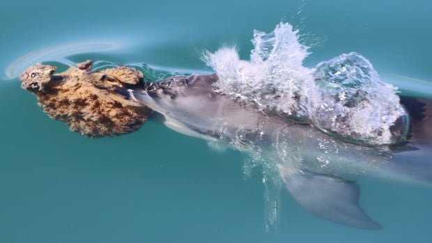 A dolphin swimming near the surface of the water with a big sea sponge on its nose