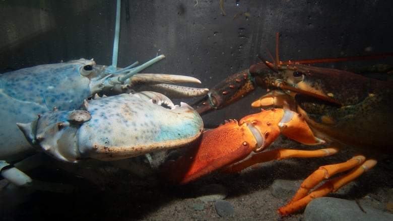 A blue and half=black lobster are seen in a tank.