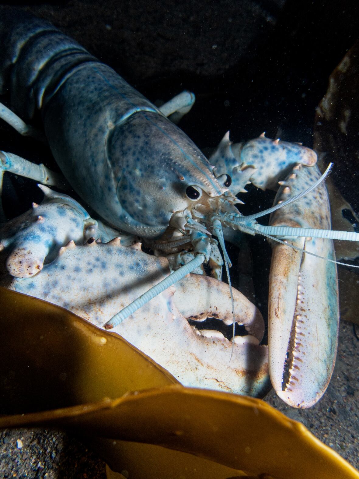 A blue lobster is pictured in a tank.