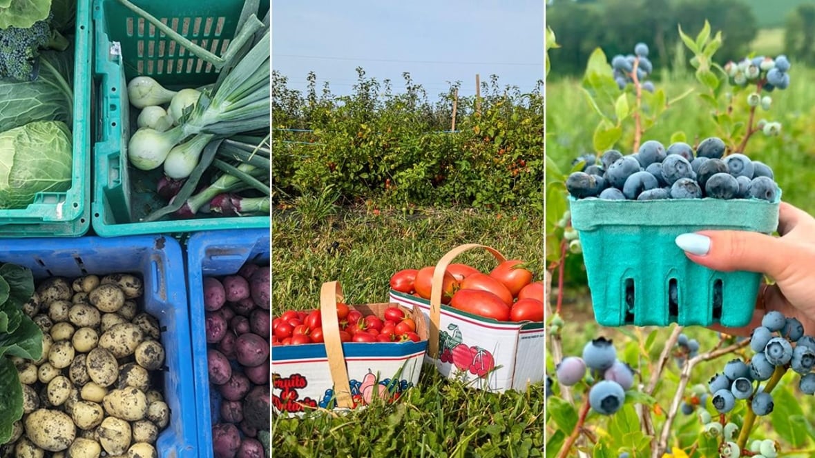 Left: top down shot of crates of fresh-picked root vegetables; middle: 2 boxes of tomatoes in a garden; right: a hand holding a pint of blueberries in front of blueberry bushes.