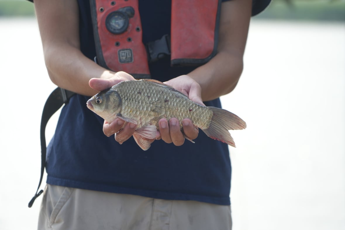 Um homem segura um grande peixe dourado verde com as duas mãos